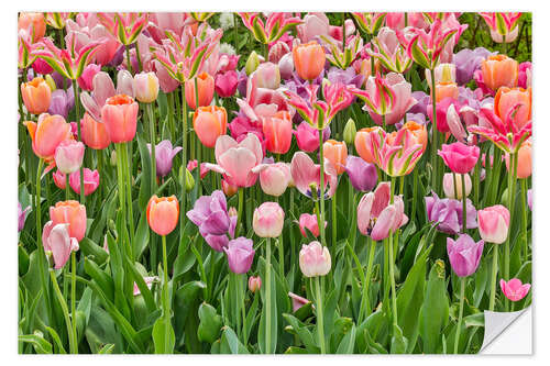 Selvklebende plakat Tulips III