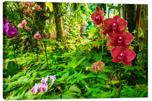 Canvastavla Orchids in the garden