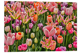 Foam board print Tulips IV