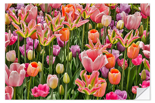 Selvklebende plakat Tulips IV