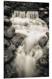 Tableau en PVC Fern Spring dans le parc national de Yosemite