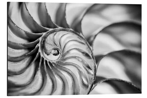 Aluminium print The interior of a nautilus shell