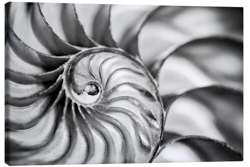 Lienzo El interior de una concha de nautilo