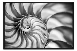 Gerahmter Kunstdruck Das Innere einer Nautilusmuschel