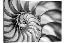 Gallery print The interior of a nautilus shell