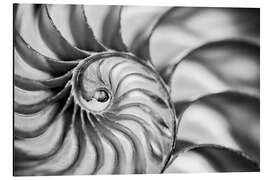 Magnettafel Das Innere einer Nautilusmuschel