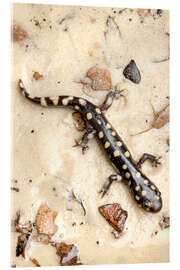 Acrylglasbild Tigersalamander - Maresa Pryor