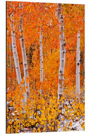 Aluminiumtavla Aspens in the fall