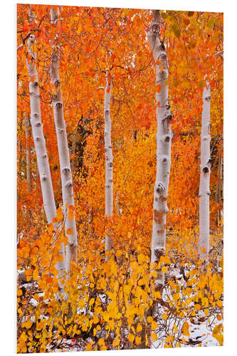 Foam board print Aspens in the fall