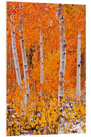 Foam board print Aspens in the fall