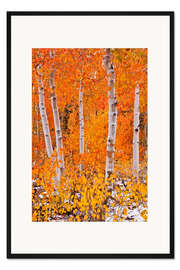 Gerahmter Kunstdruck Espen im Herbst