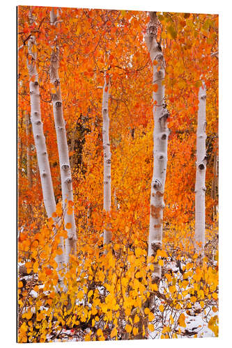 Gallery print Aspens in the fall