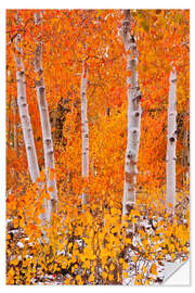 Wall sticker Aspens in the fall