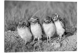 Gallery print Four owl chicks