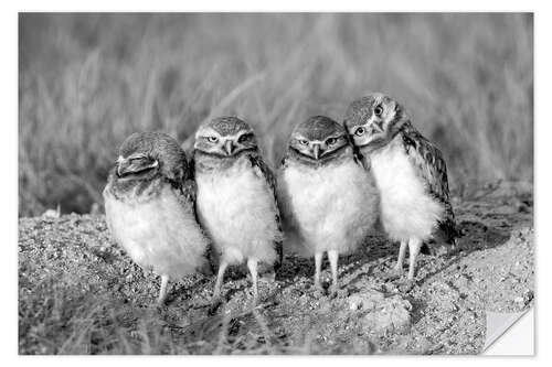 Selvklebende plakat Four owl chicks