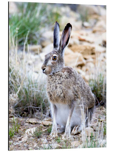 Aluminium print Prairie hare I