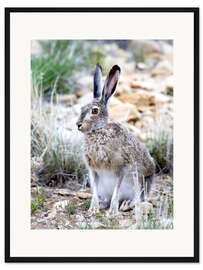 Gerahmter Kunstdruck Präriehase I