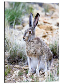 Gallery print Prairie hare I