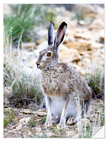 Naklejka na ścianę Prairie hare I