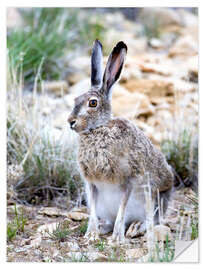 Självhäftande poster Prairie hare I