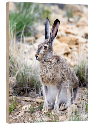 Trebilde Prairie hare I