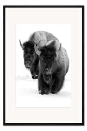 Gerahmter Kunstdruck Bisons wandern im Tiefschnee