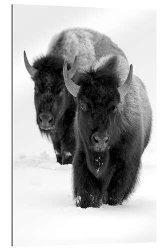 Tableau en plexi-alu Bison marchant dans la neige profonde