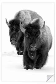 Wall sticker Bison hiking in deep snow