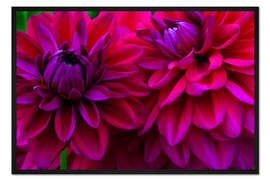 Gerahmter Kunstdruck Auszug aus den Dahlien