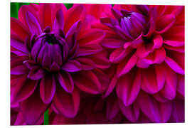 Foam board print Excerpt from the dahlias