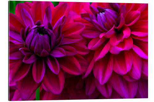 Gallery print Excerpt from the dahlias