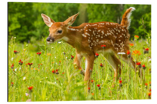 Aluminium print Fawn I