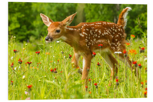 Foam board print Fawn I