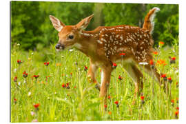 Gallery print Fawn I