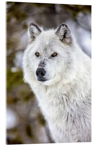 Acrylic print Gray Wolf Portrait