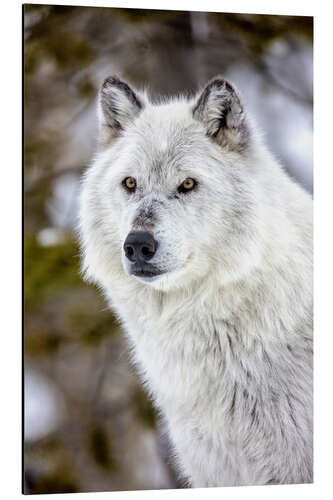 Aluminiumtavla Gray Wolf Portrait