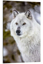 Tableau en aluminium Portrait d'un loup gris