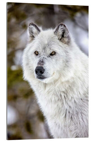 Galleritryk Gray Wolf Portrait