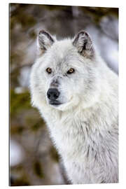 Gallery print Gray Wolf Portrait