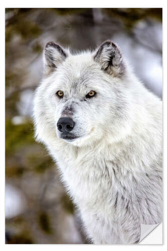 Naklejka na ścianę Gray Wolf Portrait