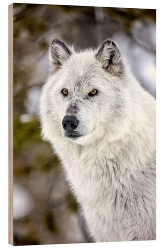 Holzbild Grauwolfsporträt