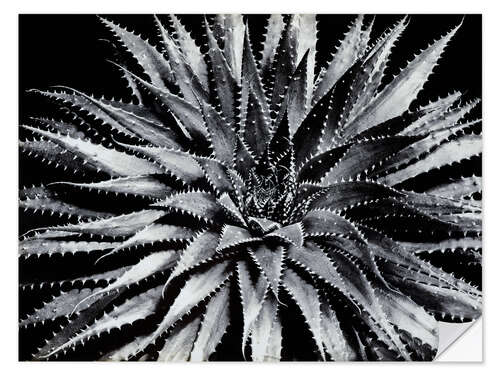 Vinilo para la pared Cactus en blanco y negro