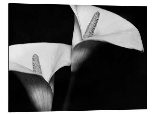 Gallery print Callas