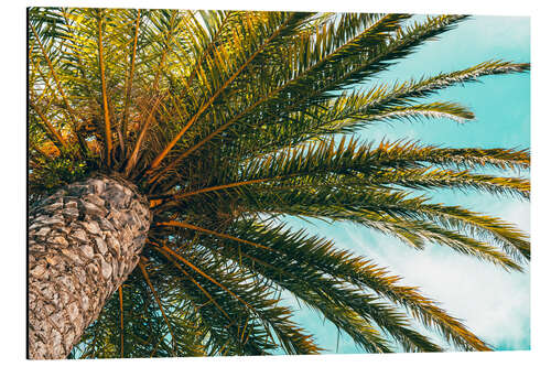 Aluminium print Green palm leaves in front of a blue sky