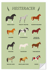 Wall sticker Horse breeds (Danish) - Kidz Collection