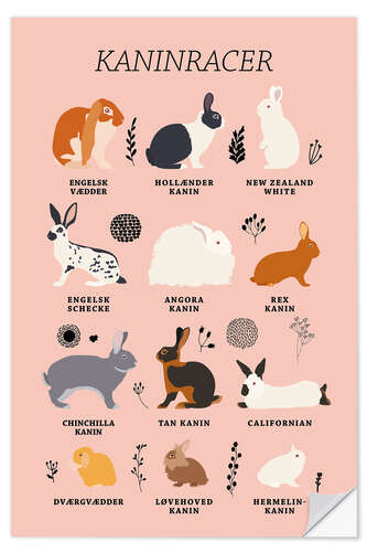 Naklejka na ścianę Rabbit breeds (Danish)