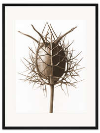 Gerahmter Kunstdruck Spinnenkopf