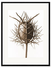 Framed art print Nigella Damascena
