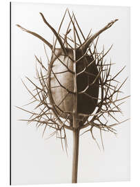 Magnettafel Spinnenkopf