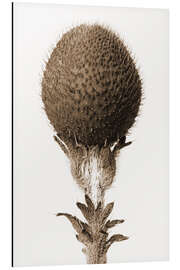 Magnettafel Thorned bulbous